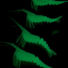 Luminous Fishing Bait - Lumefish ™